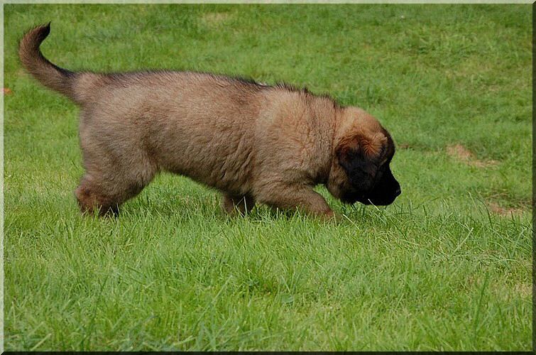 leonberger 089.jpg